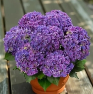 Гортензия крупнолистная Curly Sparkle Blue Purple (Керли Спаркл Блу Перпл) (013)