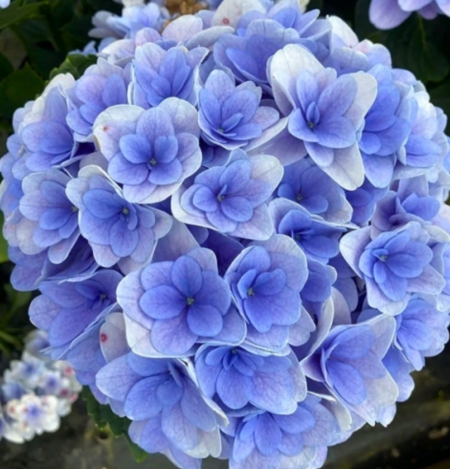Гортензия крупнолистная Florentina Blue (025)
