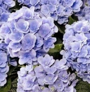 Гортензия крупнолистная Florentina Blue (025)