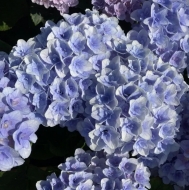 Гортензия крупнолистная Florentina Blue (025)