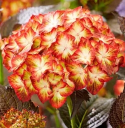 Гортензия крупнолистная Black Diamonds (Light my Fire) (048)