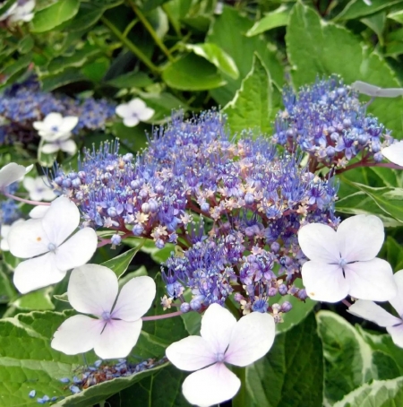 Гортензия крупнолистная Mariesii variegata (040)