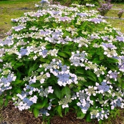 Гортензия крупнолистная Mariesii variegata (040)