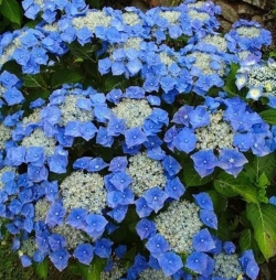 Гортензия крупнолистная Blaumeise (070)