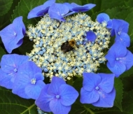 Гортензия крупнолистная Blaumeise (070)