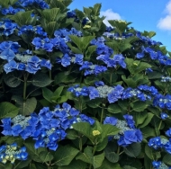 Гортензия крупнолистная Blaumeise (070)