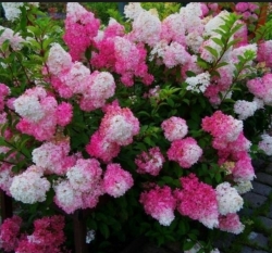 Гортензия метельчатая Fraise Melba (130)
