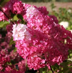 Гортензия метельчатая Fraise Melba (130)