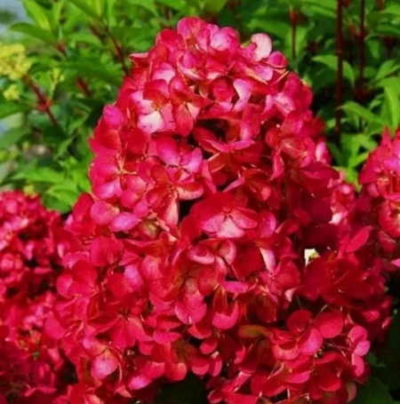 Гортензия метельчатая Diamond Rouge (113)