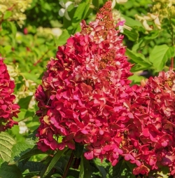 Гортензия метельчатая Wim's Red (112)