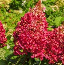 Гортензия метельчатая Wim's Red (112)