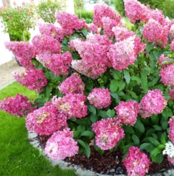Гортензия метельчатая Sundae Fraise (107)