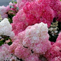 Гортензия метельчатая Sundae Fraise (107)