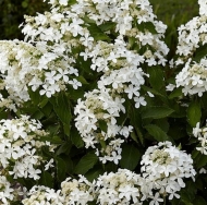 Гортензия метельчатая Levana (105)