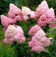 Гортензия метельчатая Vanille Fraise (101)
