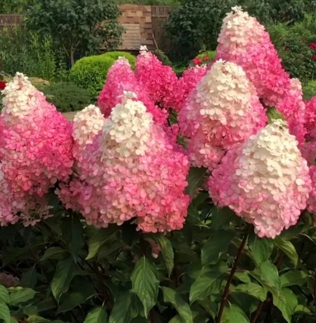 Гортензия метельчатая Vanille Fraise (101)