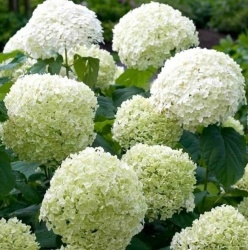 Гортензия древовидная Golden Annabel (208)