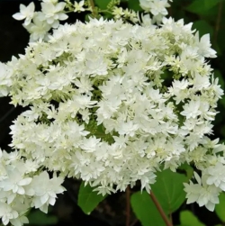 Гортензия древовидная Hayes Starburst (206)
