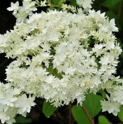 Гортензия древовидная Hayes Starburst (206)