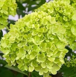 Гортензия древовидная Lime Rickey (205)