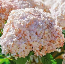 Гортензия древовидная Candybelle Marshmallow (204)