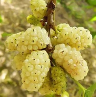 Шелковица белая Милановик (Milanowek) Милановек