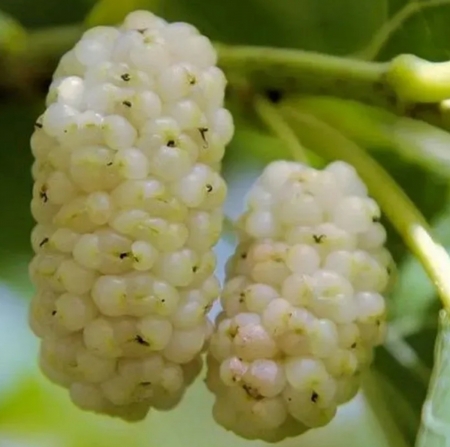 Шелковица белая Милановик (Milanowek) Милановек