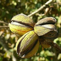 Орех Пекан Киова (Kiowa)