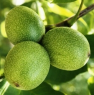 Грецкий Орех Юкаливский Крепыш (Низкорослый) 