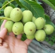 Грецкий Орех Юкаливский Крепыш (Низкорослый) 