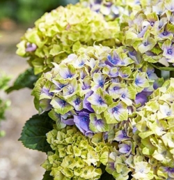 Гортензия крупнолистная Magical Jevel Blue (049)