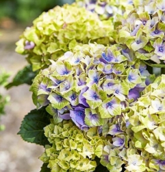 Гортензия крупнолистная Magical Jevel Blue (049)