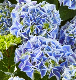 Гортензия крупнолистная Saxon Candy Heart Blue (022)