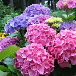 Гортензия крупнолистная Forever&Ever Double Pink/Blue (011)