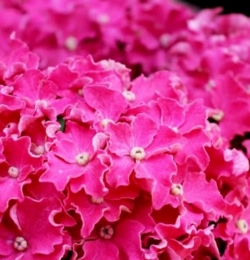 Гортензия крупнолистная Сurly Sparkle Hot Pink (012)