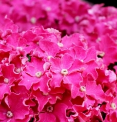 Гортензия крупнолистная Сurly Sparkle Hot Pink (012)