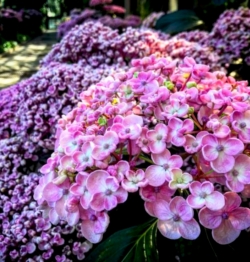 Гортензия крупнолистная Аиша/Hydrangea macrophylla Ayesha (036)