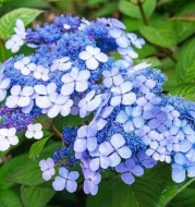 Гортензия крупнолистная Mariesii Perfecta (015)