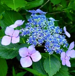 Гортензия крупнолистная Mariesii Perfecta (015)