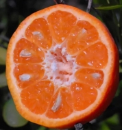 Мандарин Санбёрст (Sunburst)