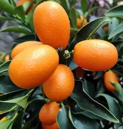 Кумкват Кин Кан