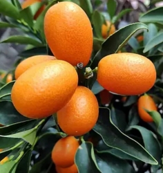 Кумкват Кин Кан