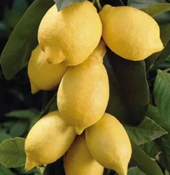 Лимон Орнаментал (C.limon Оrnamentale)