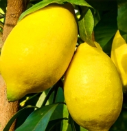 Лимон Орнаментал (C.limon Оrnamentale)