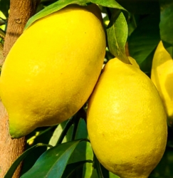 Лимон Орнаментал (C.limon Оrnamentale)