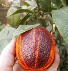 Лимон Аркобалено (C. meyerii x c. sinensis "doppio sanguigno")