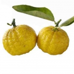 Лимон японский Yuzu (Юзу, Юдзу)