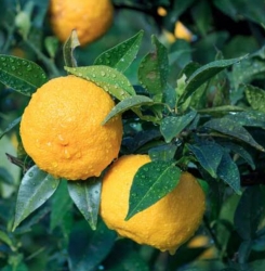 Лимон японский Yuzu (Юзу, Юдзу)