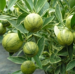 Лимон вариегатный (Citrus limon Foliis variegatis)