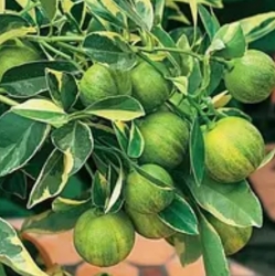 Лимон вариегатный (Citrus limon Foliis variegatis)